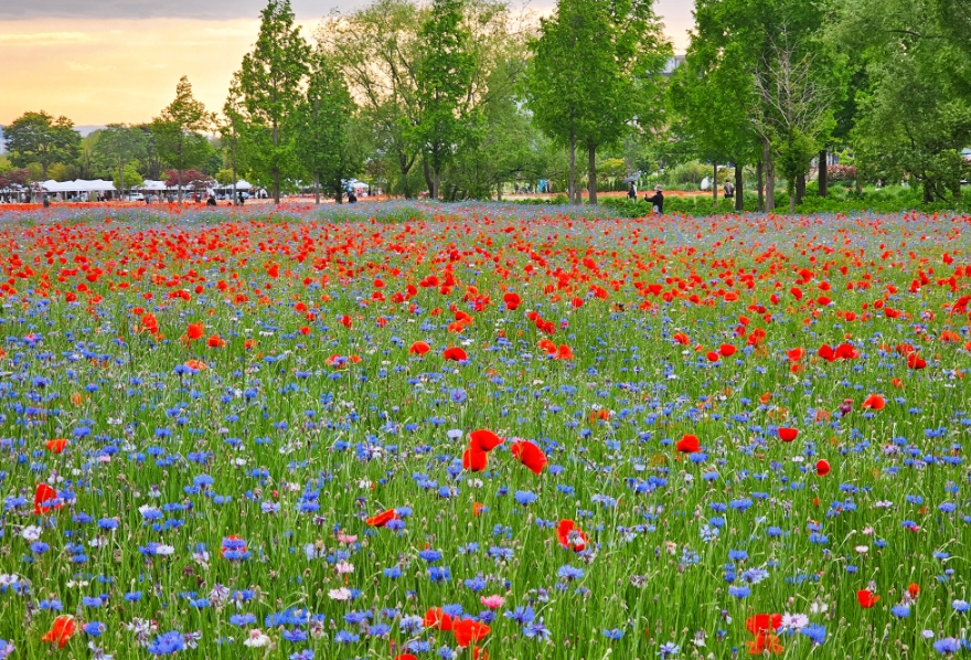 양귀비꽃+안개꽃+수레국화 1