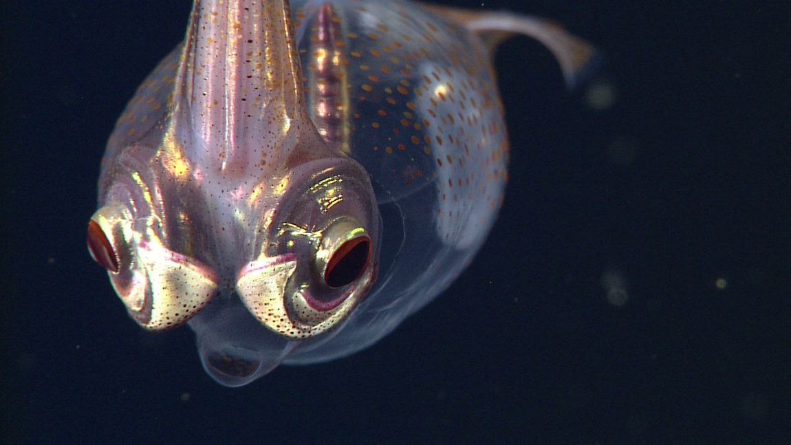 심해의 불가사의한 생명체 '유리 오징어' VIDEO: Amazing Video Captures a Glass Squid Swimming in the Depths of the Ocean