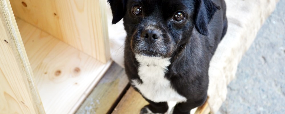 강아지 훈련 시키는 방법 25