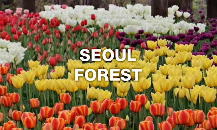 서울숲 튤립 이미지