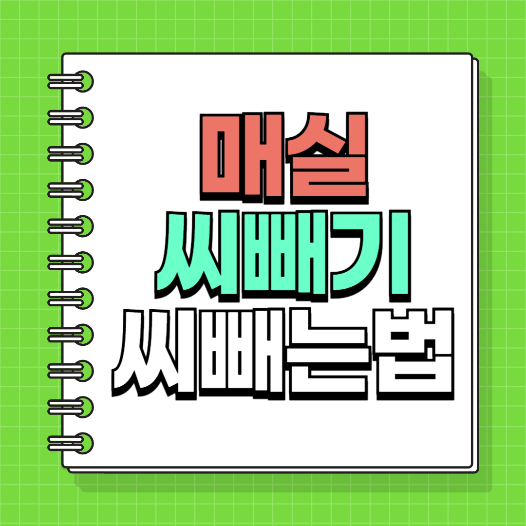 매실씨빼기 매실씨제거 매실씨빼는법 4가지