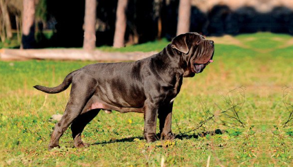 나폴리탄 마스티프