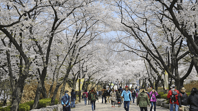 어린이대공원 왕벚나무 꽃 개화 전경