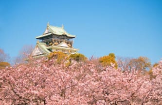 벚꽃이 피어있고 뒤로 오사카 성이 보인다.
