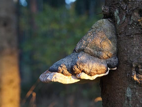 상황버섯 쌀 혈당 안정화