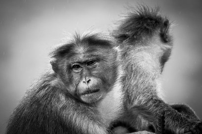 인간과 유인원 유전자의 과학적 비교