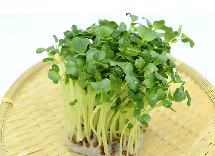 채에-담은-무순