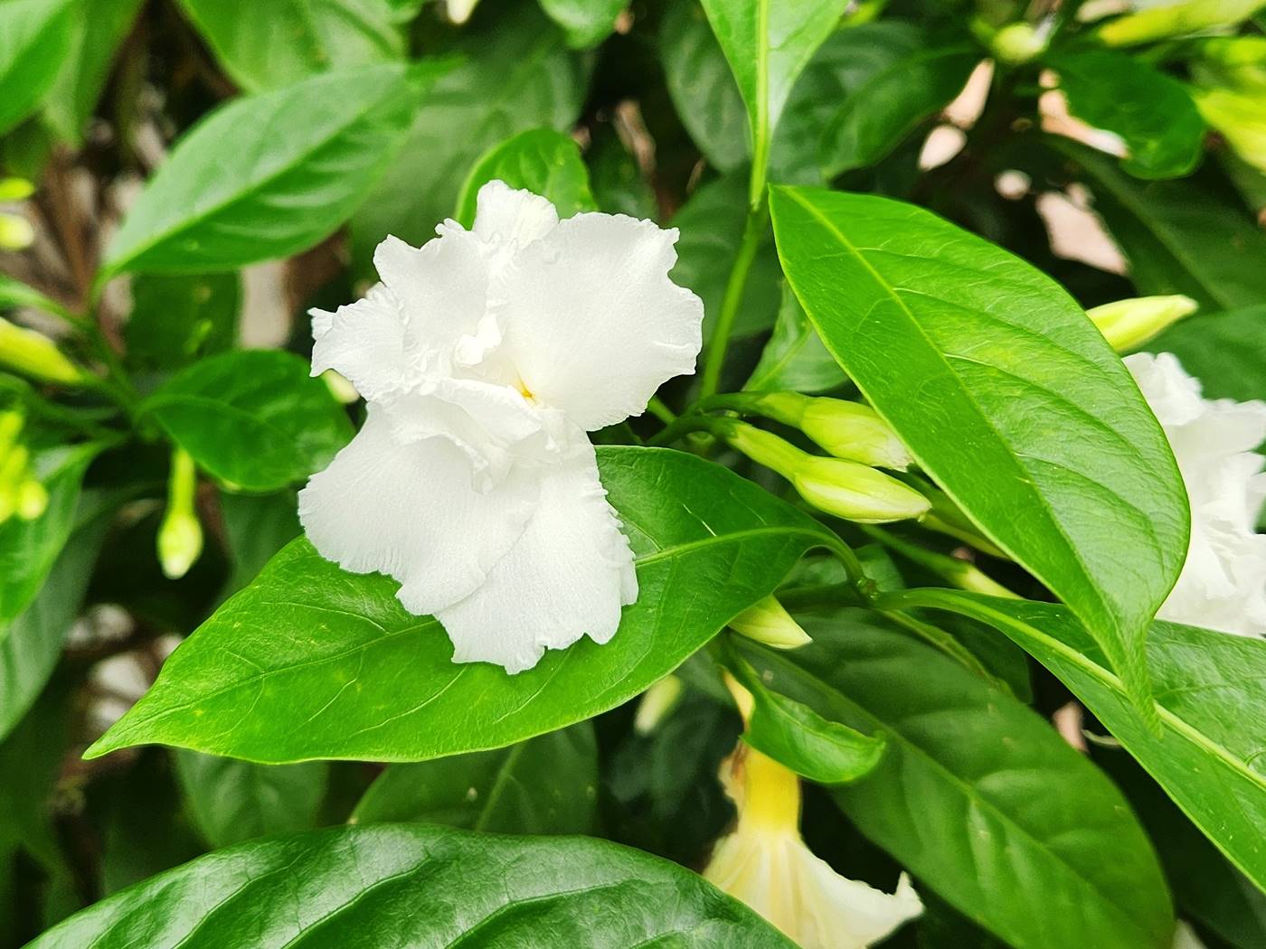 크레이프자스민(따가라)