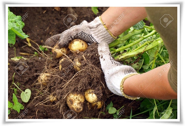 텃밭 "6월, 감자 수확하세요!" 텃밭에 숨겨진 금덩이, 지금 캐세요!