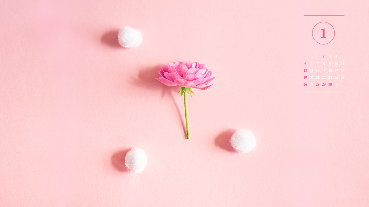 07 모란꽃 한송이 A - 2025년1월 노트북배경화면