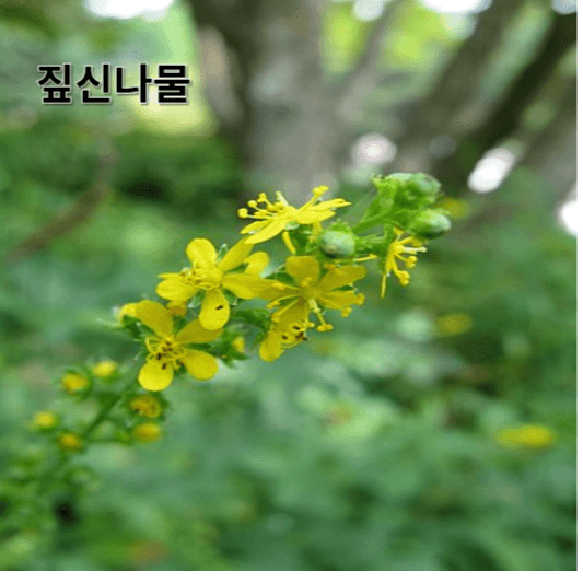 짚신나물의 영양소 및 효능, 채취방법, 요리 레시피