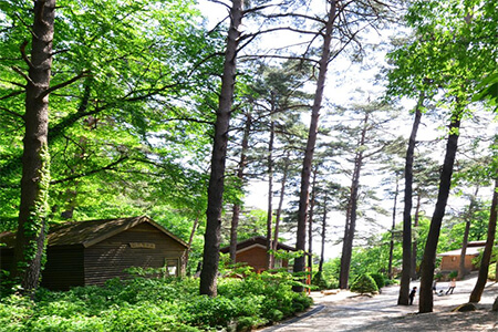 대관령 휴양림 1