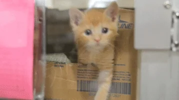 귀여운 고양이 움짤