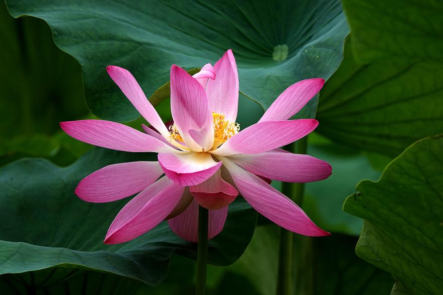 전국 연꽃 축제
