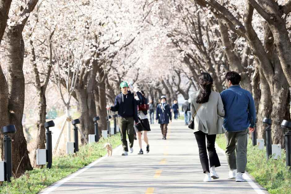 보은 벚꽃길 축제 2026 완벽 가이드