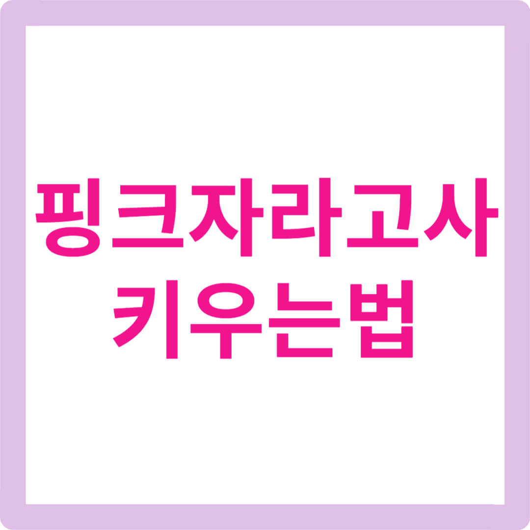 핑크자라고사-키우는-법-다육이-물주기-햇빛-분갈이-과습-예쁜다육이-다육이초보-핑크다육이