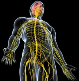 대상포진 신경 사진