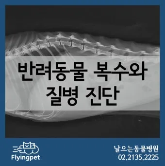 강아지 복막염 원인과 치료 방법_22