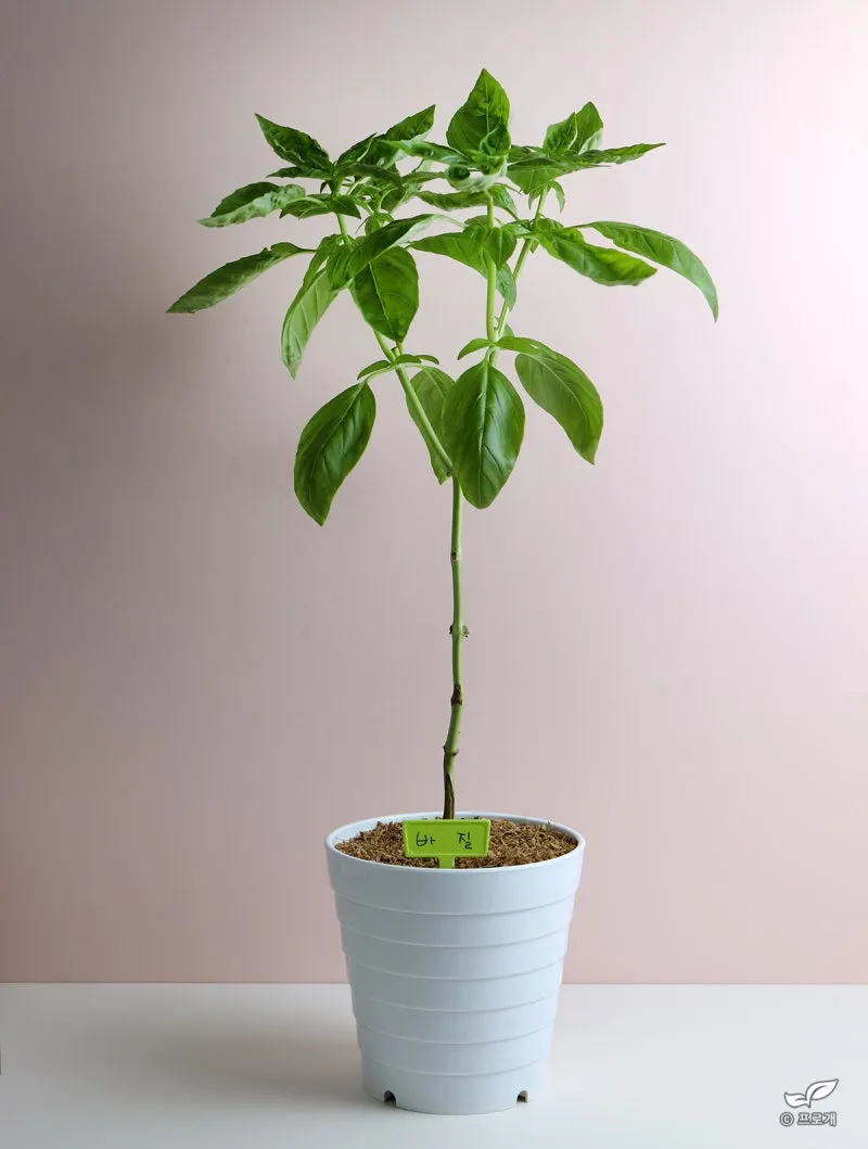 바질 키우기 물주기 수확시기 가지치기 향 유지 실내 허브 가이드_1