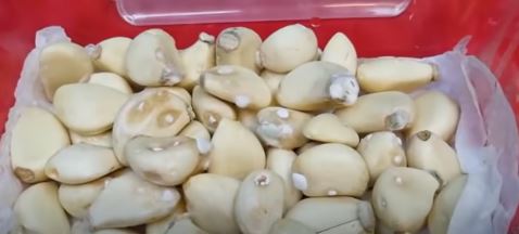 깐마늘 보관하는 법