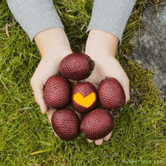여성을 위한 기적의 열매 아구아헤 특징