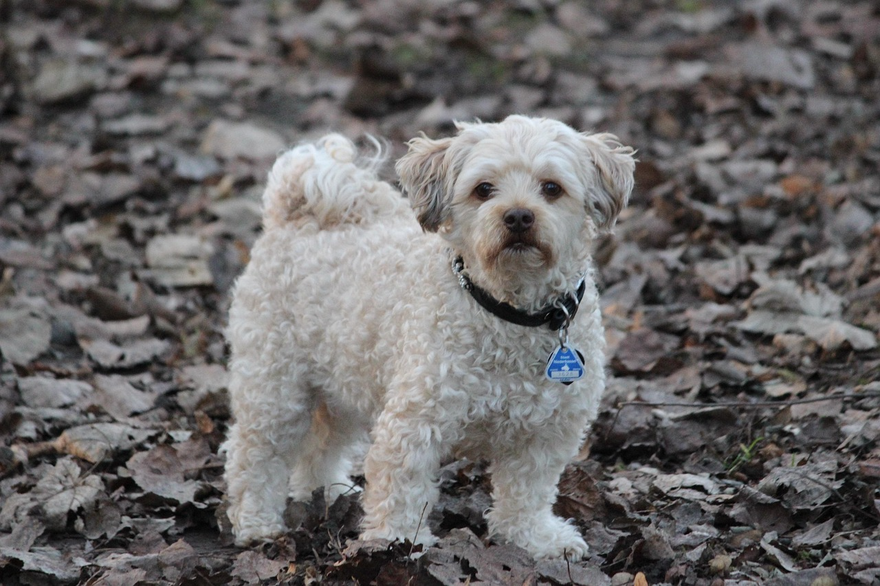 ▲ 소형견 건강관리 가이드: 슬개골 탈구부터 치아 관리까지 필수 체크리스트