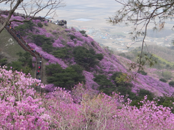 고려산진달래