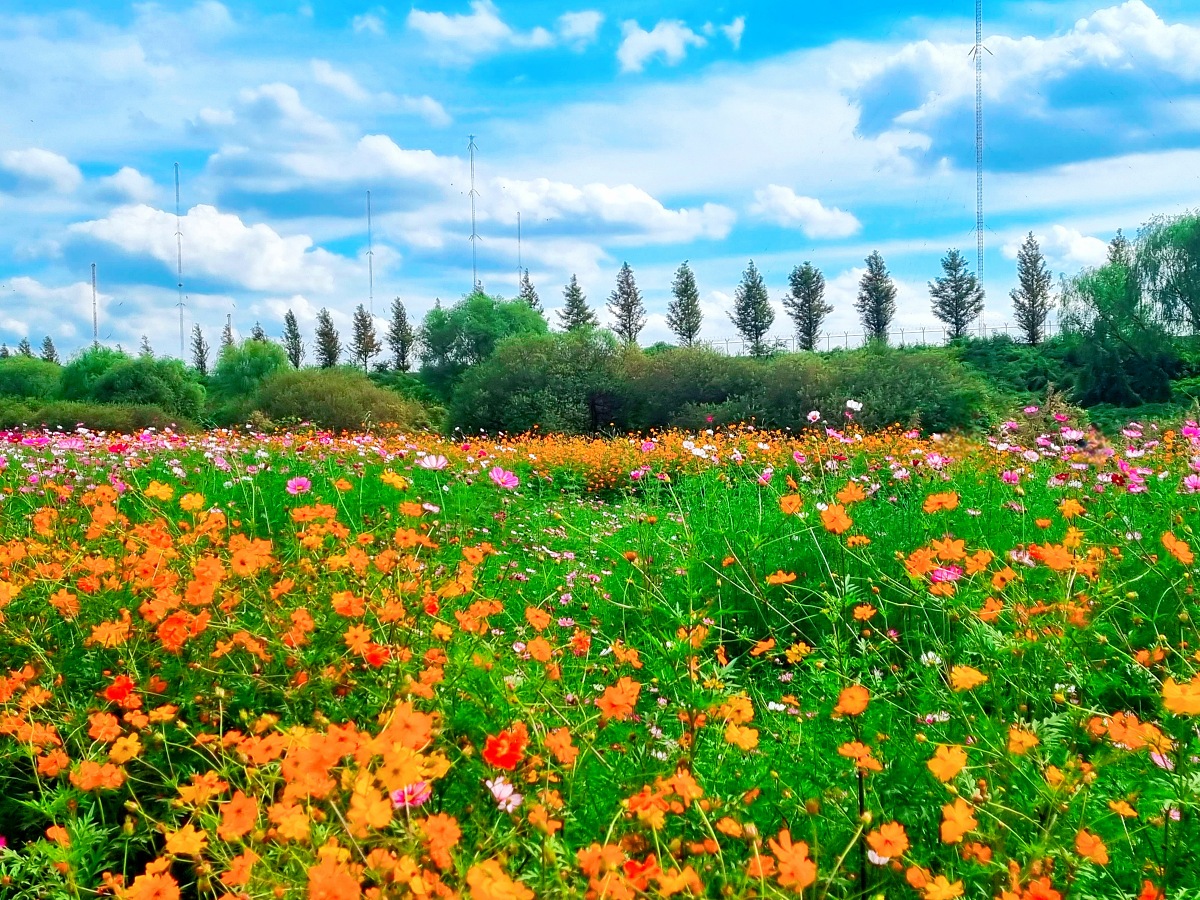 서울 근교 가을꽃 만발한, 경기도 고양시 강매석교공원 창릉천 코스모스축제