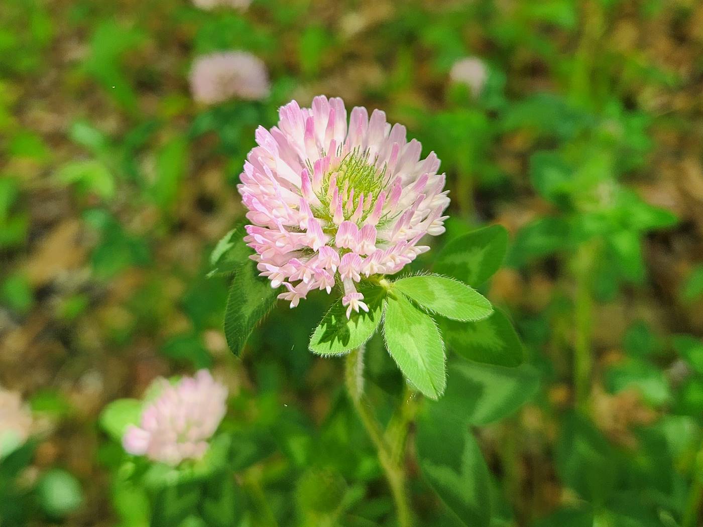 붉은토끼풀 Red Clover
