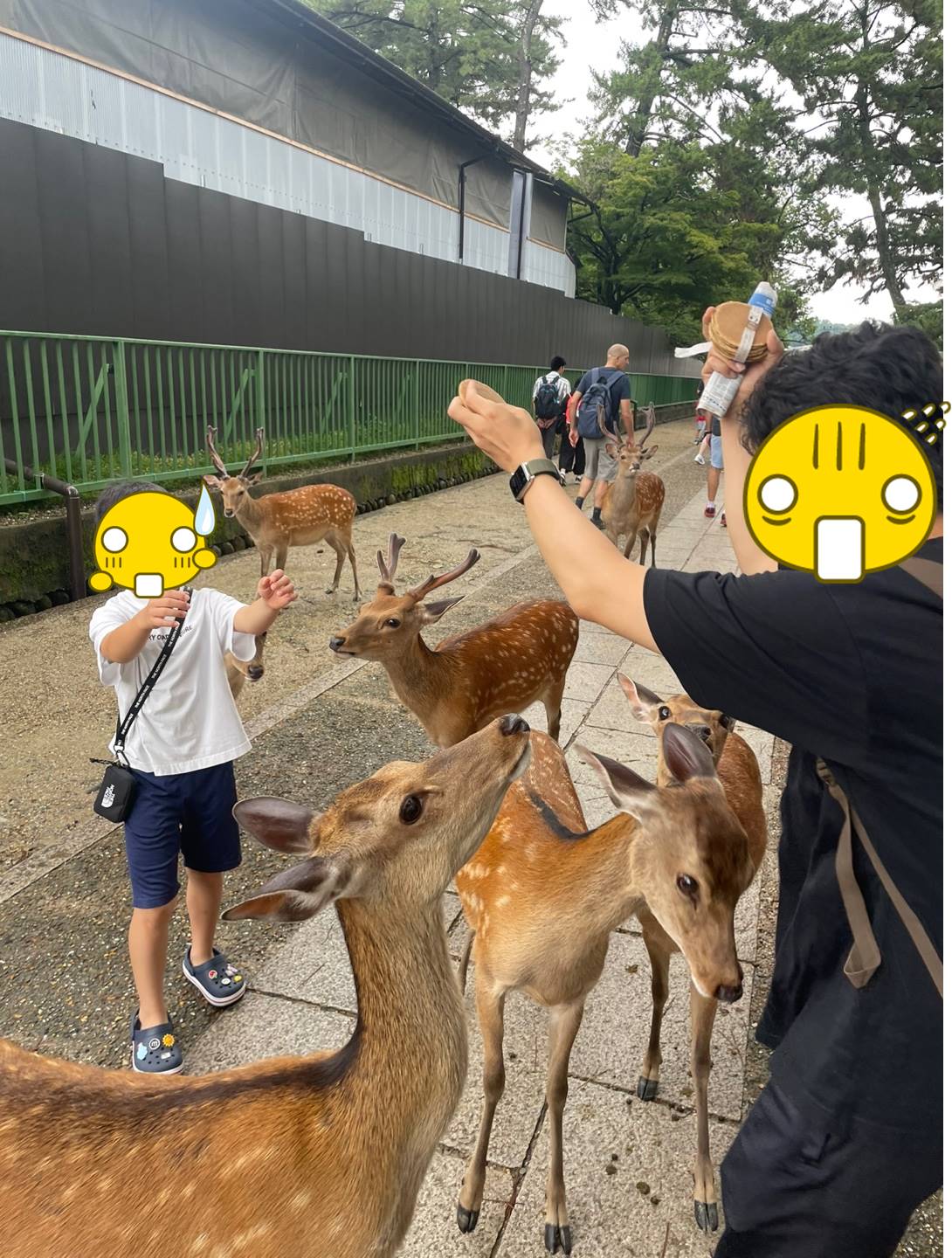 사슴 먹이주기