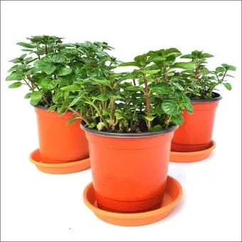 페퍼민트 키우기 물주기 삽목번식 햇빛관리 상쾌한 실내 허브_8