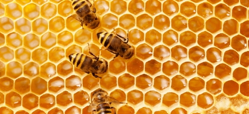 프로폴리스 이미지