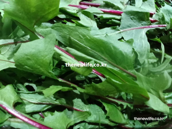 장운동을 돕는 이눌린 성분이 풍부해 변비 예방과 위장 건강에 좋은 싱싱한 적치커리 실물 사진