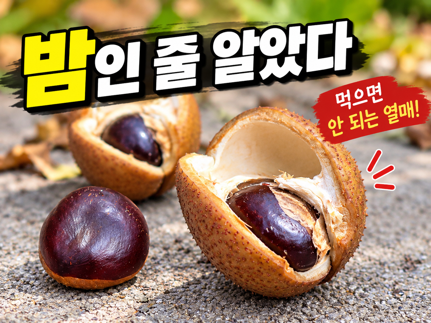 산책길에서 주운 밤 같은 열매, 칠엽수 열매 표시