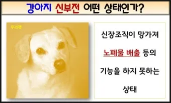 강아지 신부전에 좋은 음식 추천_14