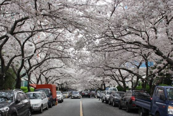  광안리 벚꽃 명소