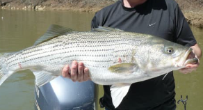 물고기 꿈해몽 풀이