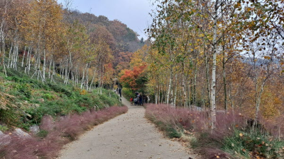 단풍명소_화담숲_양치식물원