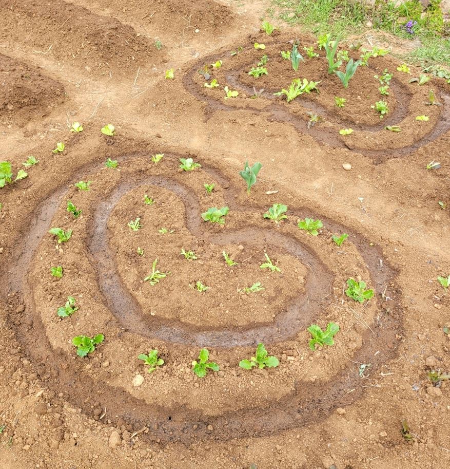 상추 모종 간 간격