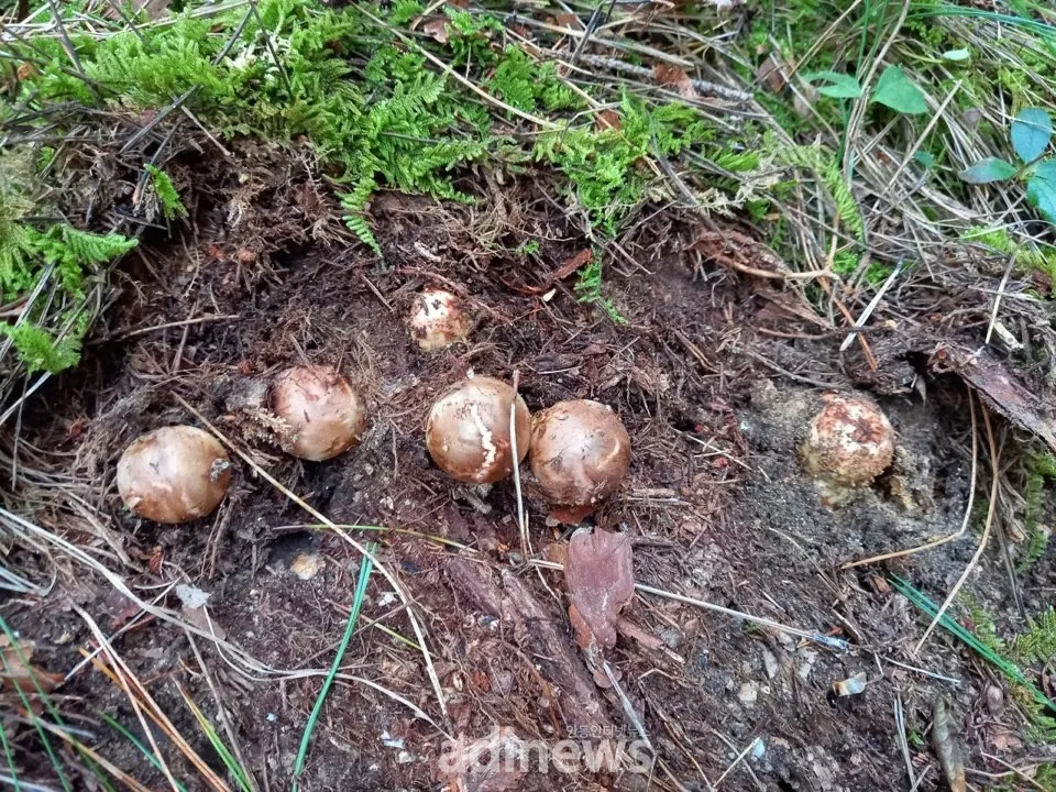 송이버섯 채취시기가격 정보를 확인_6