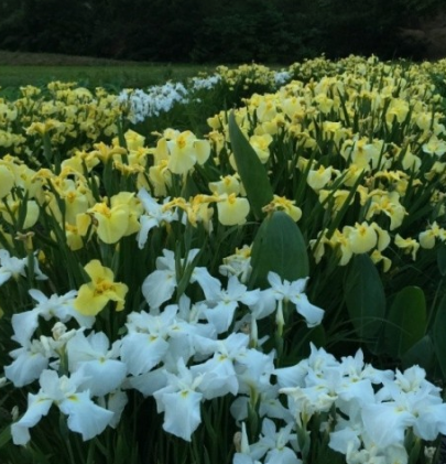 태안 청산수목원 여행지