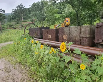 태백 해바라기 축제_21