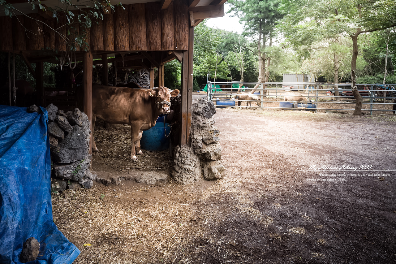 #제주 #곶자왈 #산양큰엉곶 #2022제주여행