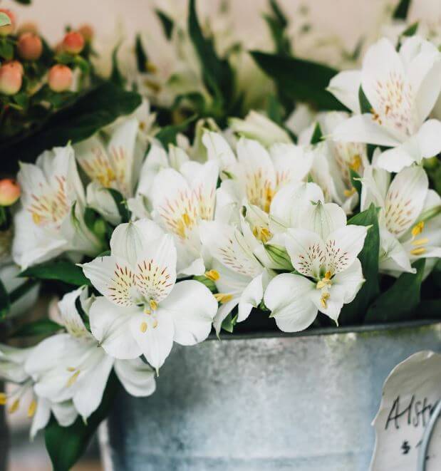 알스트로메리아