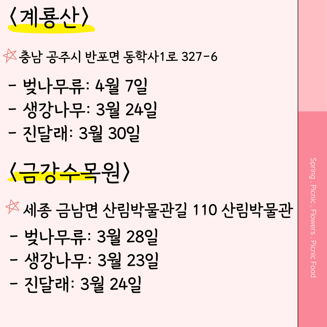 금강수목원 벚꽃 개화시기 계룡산 벚꽃 개화시기