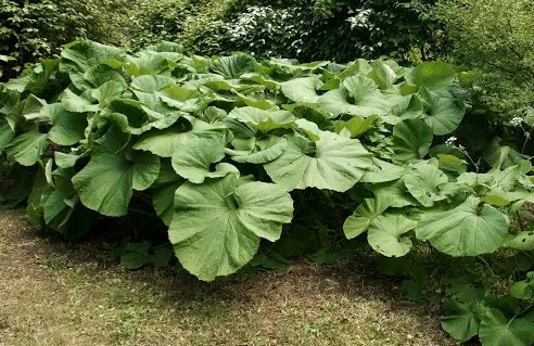 머위 데치기 및 먹는법