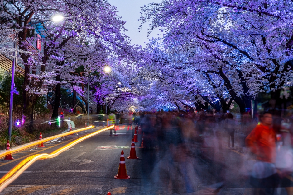 렛츠런파크 서울 벚꽃축제 벚꽃야경 기본일정과 프로그램 소개