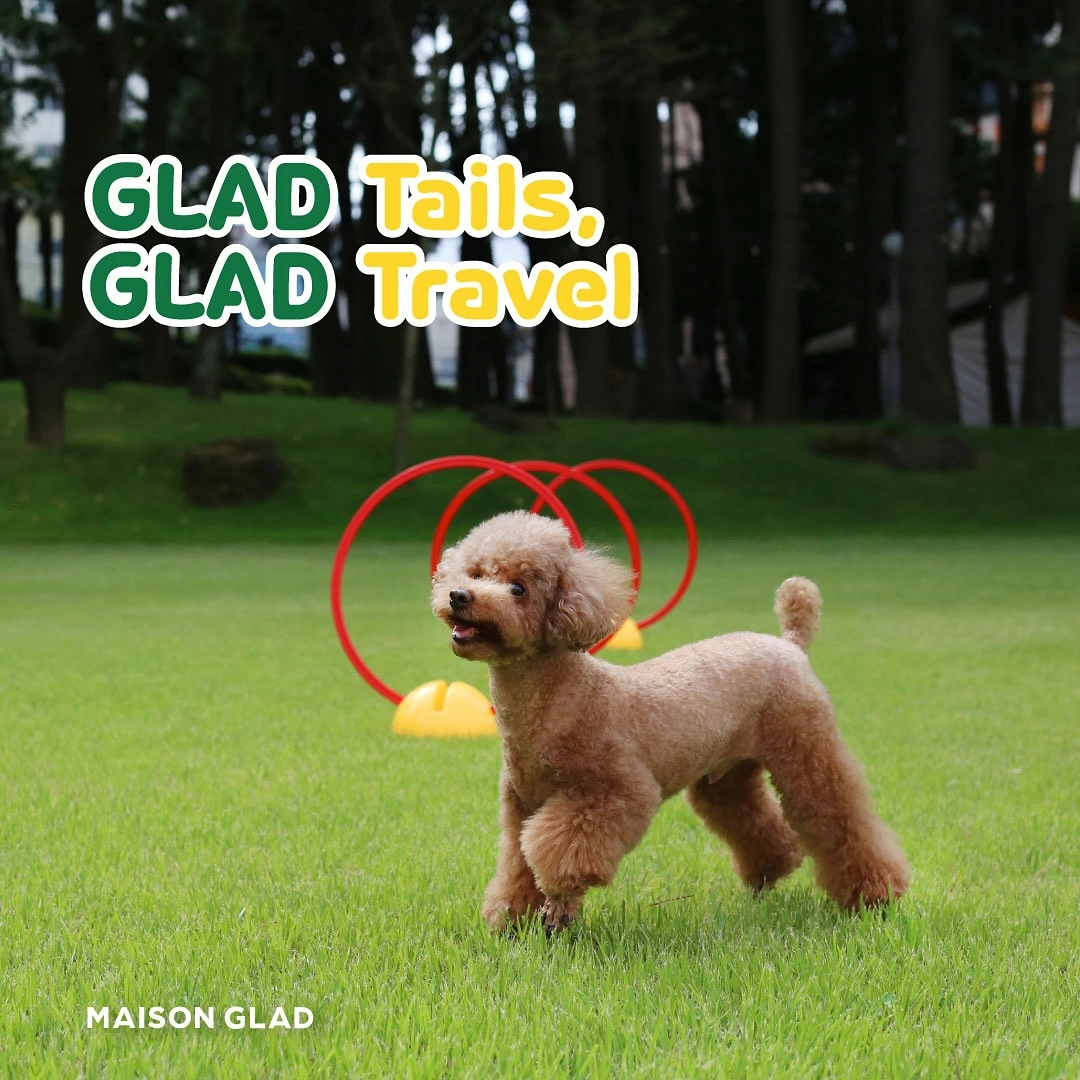 연동 메종 글래드 제주 반려견 펫캉스 패키지 이벤트 소개 참여 예약 방법 여행 강아지 동반 가능한 호텔 숙소