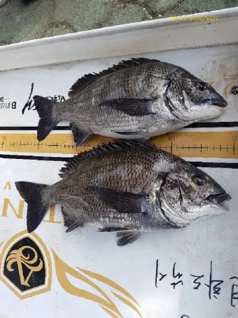 디낚 점주조황 인낚 부낚 어부지리 바다낚시_28