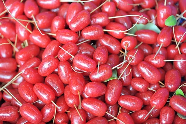 보리수 효능 5가지 총정리! 피부&middot;혈관 건강에 좋은 여름 건강 열매